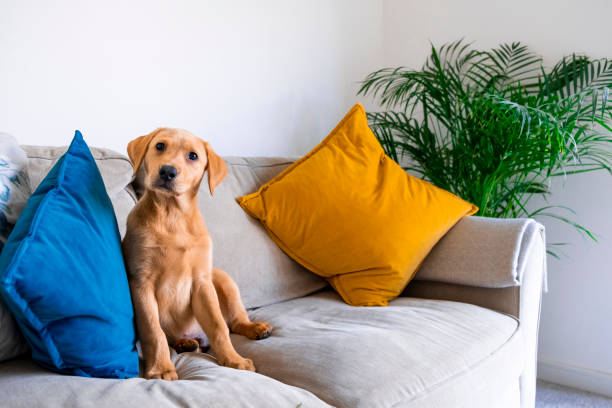 istock Cute Fox Red Labrador Puppy Sitting on the Sofa 1285245205