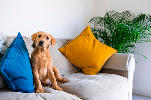 A Fox Red Labrador puppy sitting on a sofa in his home looking at the camera curiously with his head tilted to the side.