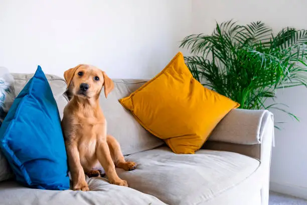 Photo of Cute Fox Red Labrador Puppy Sitting on the Sofa