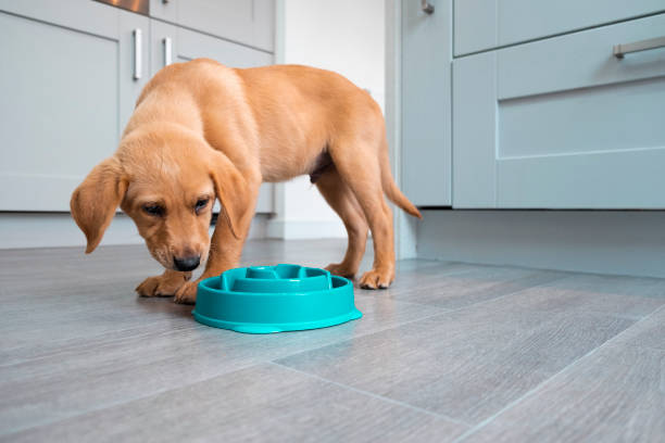 Dinner Time For Puppy Labrador A low angle shot of a Fox Red Labrador puppy eating out of his slow feeder dog bowl in a kitchen. dog bowl photos stock pictures, royalty-free photos & images