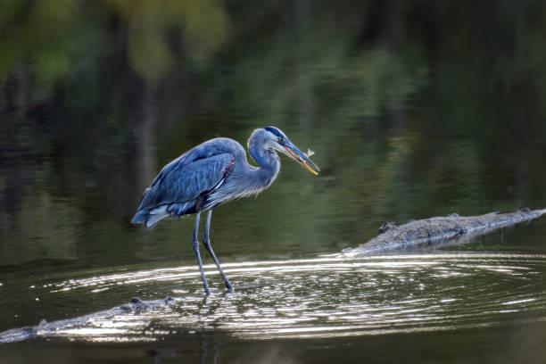 istock Great Blue Heron standing in water with a fish in its mouth 1285245419