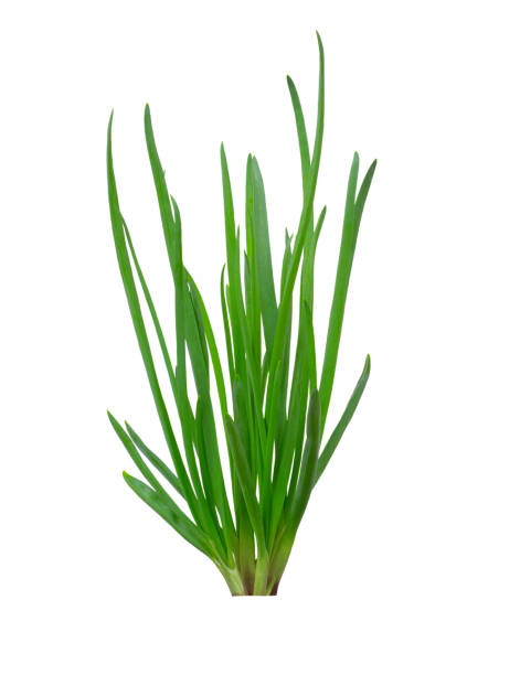 istock Onion green leavesisolated on white background with clipping path 1285246316