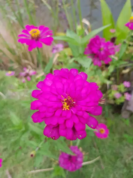 Zinnia, a bright pink flower, is an easy tree to grow.