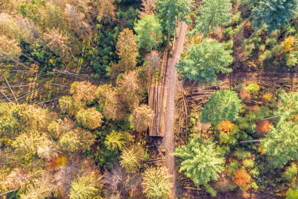 istock a partially felled mixed forest from above 1285246882