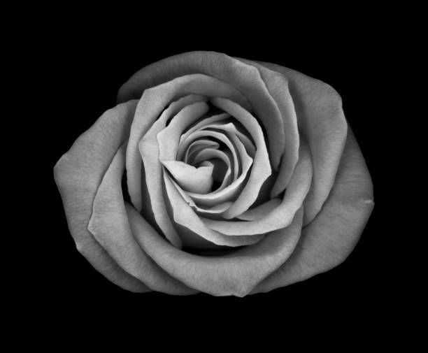 istock Monochrome Rose isolated on a black background 1285248271
