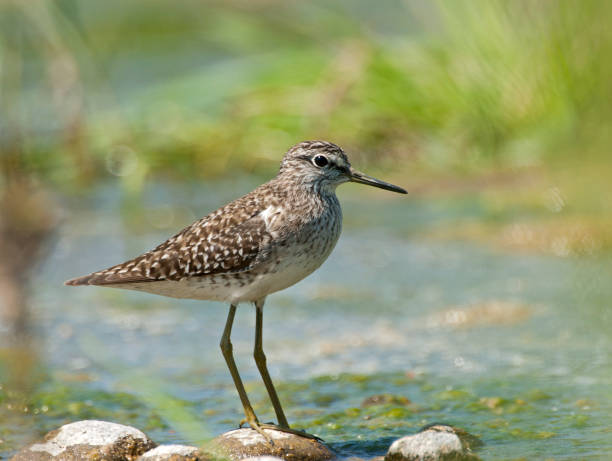 istock Wood Sandpiper perched in the marsh 1285249264