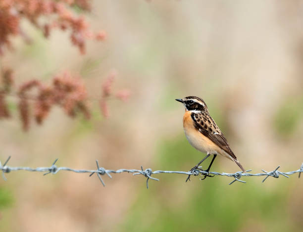 whinchat empoleirado em um fio - whinchat - fotografias e filmes do acervo