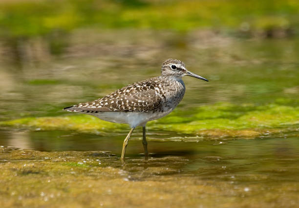 istock Wood Sandpiper, Bosruiter, Tringa glareola 1285249330