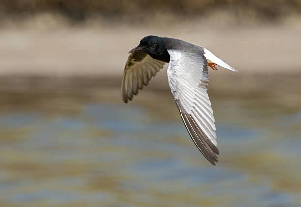 White-winged Black Tern flying; Witvleugelstern vliegend