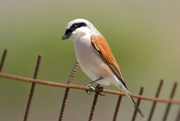istock Red-backed Shrike, Grauwe Klauwier, Lanius collurio 1285249609