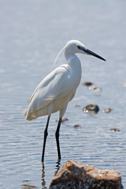 istock Little Egret in summerplumage 1285250301