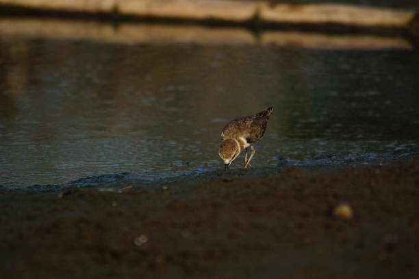 The Javan plover (Charadrius javanicus) is a species of bird in the family Charadriidae. It is endemic to Indonesia. Its natural habitats are sandy shores and intertidal flats. It is threatened by habitat loss.
