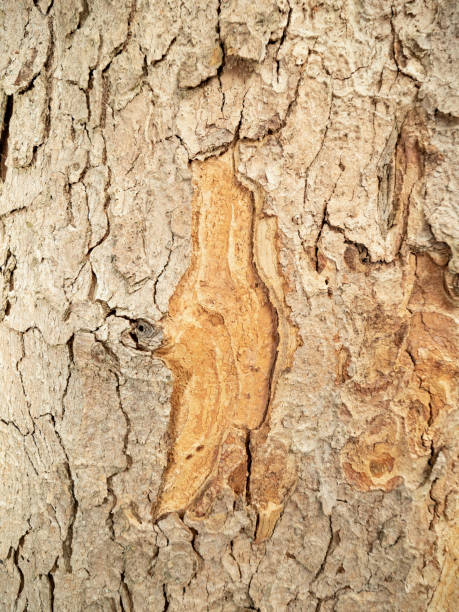 istock Embossed bark of old maple tree. Textured scales 1285250363