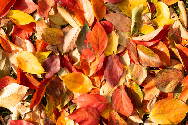 istock The colored leaves of the persimmon 1285250620