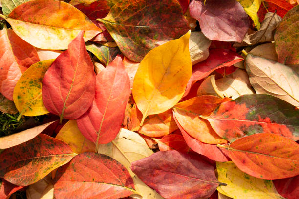 istock The colored leaves of the persimmon 1285250627