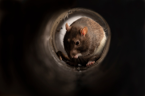 A brown and white rat in a dark narrow pipe, it is eating something, using its paws to feed itself.