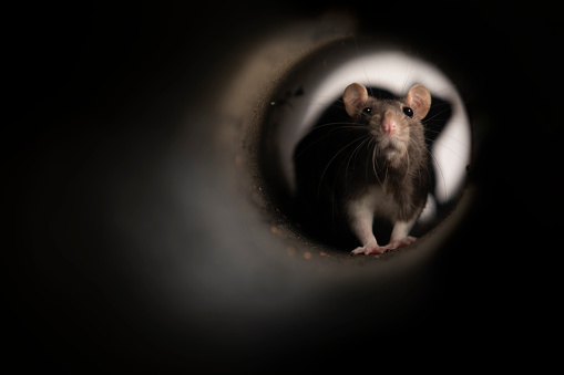 A brown and white rat in a dark narrow pipe, it is exploring its surroundings.