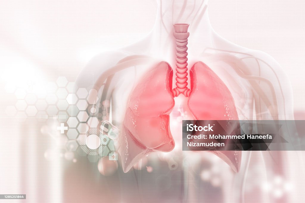 Human lungs on scientific background.3d illustration Lung Stock Photo