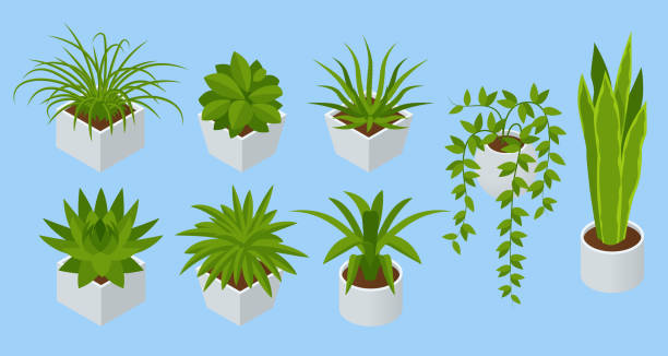 izometryczny zestaw kwiatów wewnętrznych izolowanych. sukulenty i rośliny domowe - fern leaf isolated flat stock illustrations