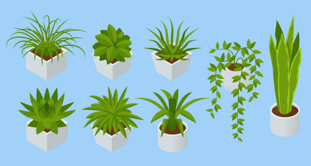 ilustrações, clipart, desenhos animados e ícones de conjunto isométrico de flores interiores isoladas. suculentas e plantas da casa - fern leaf isolated flat