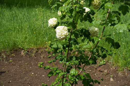 Small white inflorescences of Viburnum opulus sterile in May