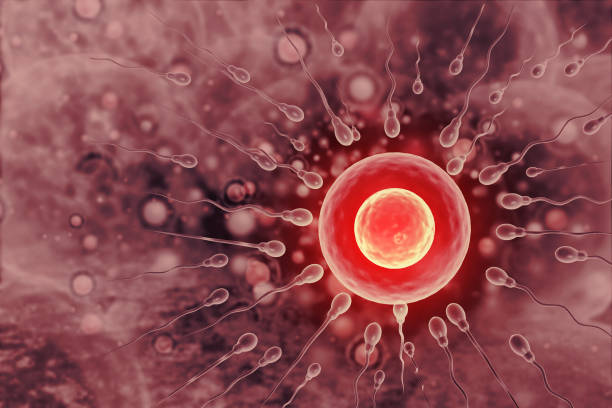 Sperm and egg cell on scientific background. 3d illustration
