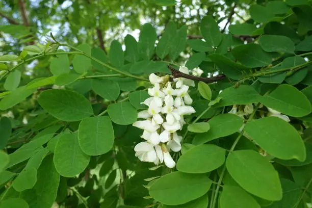 Single raceme of white flowers of Robinia pseudoacacia in mid May