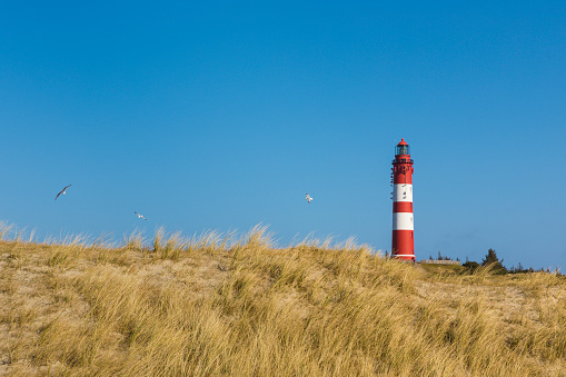 Lighthouse of Amrum, view from the dunes in foreground, seagulls flying in blue sky