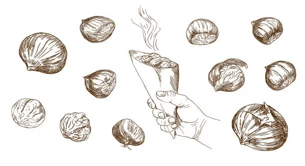 Vector illustration of Set of hand drawn illustration. Hand holding grilled whole chestnuts.