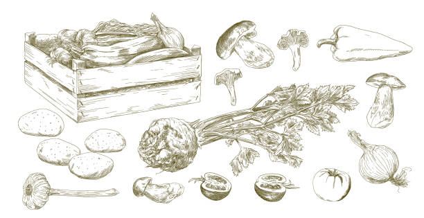 illustrations, cliparts, dessins animés et icônes de ensemble de légumes, ensemble dessiné à la main - fruits et légumes