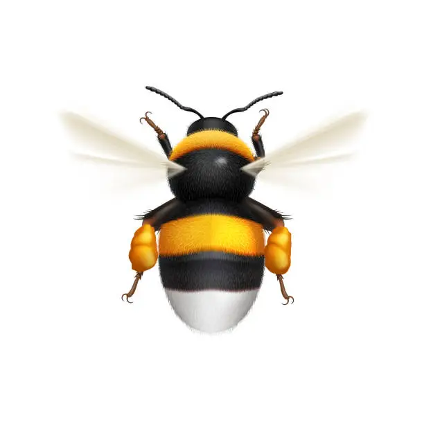 Vector illustration of Flying Bumblebee