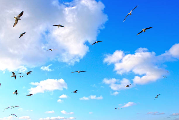 istock Flock of seagulls flying in the cloudy sky 1285255272