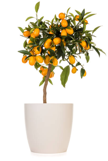 istock Kumquat  tree in flower pot isolated 1285255353