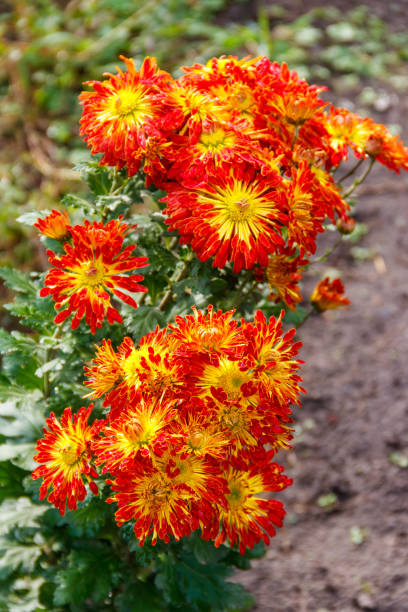 istock Orange chrysanthemum in a garden 1285257566