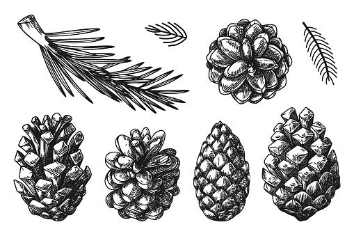 Cones and branches of different plants Isolated on white background. Sketch, illustration by hand drawn