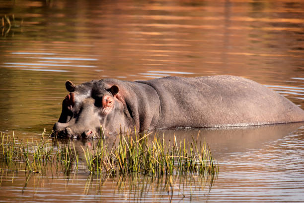 istock Hippopotamus (Hippopotamus amphibius) in water 1285259808