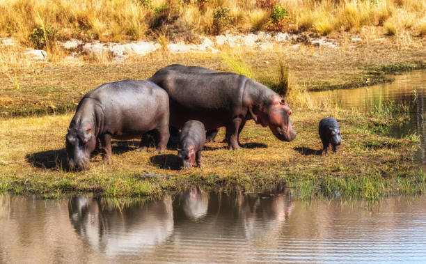 istock Hippopotamus in Africa 1285259811
