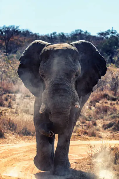 Photo of Elephant charge