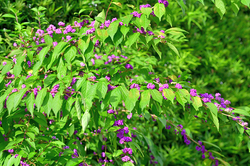 Callicarpa japonica, commonly called Japanese beautyberry, is a deciduous shrub with slender, upright-arching branches. As the common name suggests, the best ornamental feature of this shrub is its showy fall display of fruit (beautyberries). Clusters of small, pink to white flowers bloom in June. Flowers are followed by large clusters of bright, glossy, violet to purple fruits which ripen in late summer and put on their best show through October.