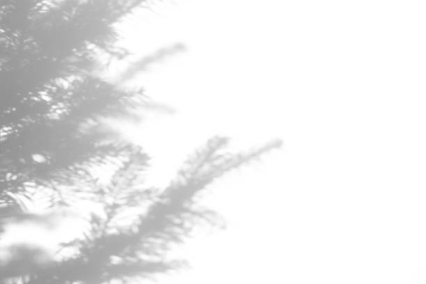 istock shadows of fir tree branches on a white wall 1285260630
