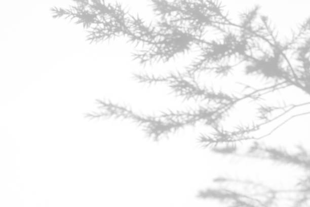 istock shadows of fir tree branches on a white wall 1285260693