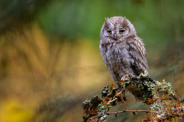 istock The Eurasian scops owl ,Otus scops, European scops owl in forest 1285260988