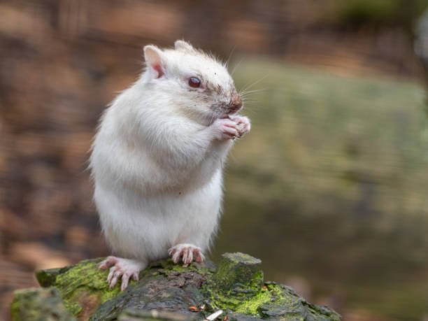 istock Albino Chipmunk Feeding on the Ground 1285264324