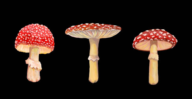 sammlung von roten amanita. acryl realistische zeichnung. pilze isoliert auf schwarzem hintergrund. botanische skizzen. - grüner knollenblätterpilz stock-grafiken, -clipart, -cartoons und -symbole