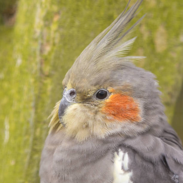istock Cockatiel Close up Side Portrait 1285265417