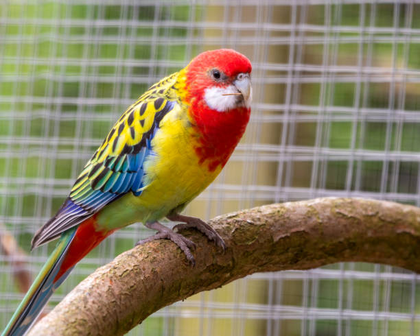 istock Colourful Eastern Rosella Perched on a Branch 1285265628