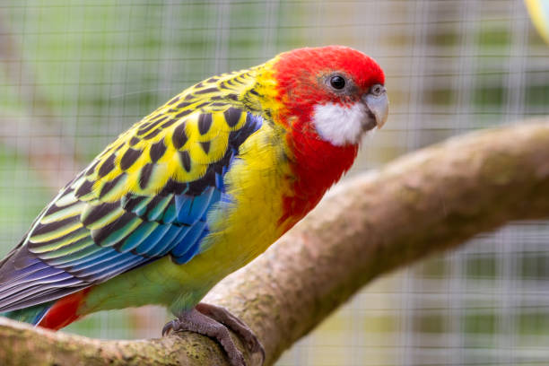 istock Colourful Eastern Rosella Perched on a Branch 1285265661