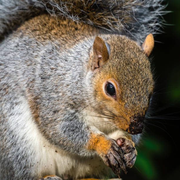 istock Grey Squirrel Feeding on Seeds and Nuts on a tree Stump 1285265898