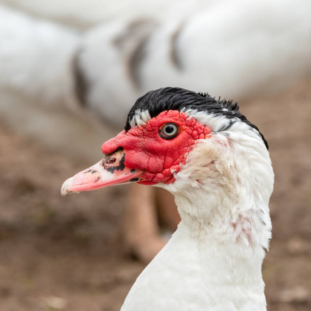 istock Muscovy Duck Close up Side Profile 1285266702