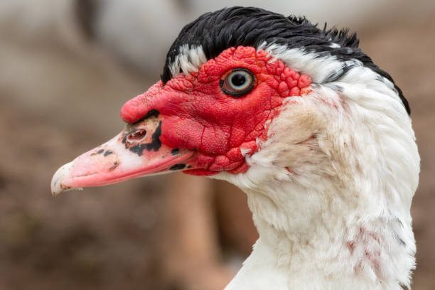 istock Muscovy Duck Close up Side Profile 1285266755
